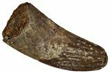 Fossil Raptor (Paronychodon?) Tooth - Montana #341043-1